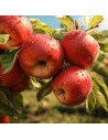 Malus domestica 'Santana' -  Pommier