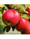 Malus domestica 'Spartan' -  Pommier