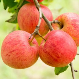 Malus Elstar - Pommier