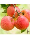 Malus domestica 'Elstar' - Pommier en U
