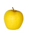 Malus domestica 'Golden Delicious' - Pommier en U