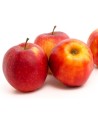 Malus domestica 'Jonagold' - Pommier en U