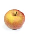 Malus domestica 'Belle de Boskoop' - Pommier en U