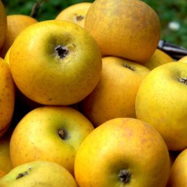 Malus 'Royal Gala' (pommier)