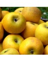 Malus domestica 'Belchard' -  Pommier