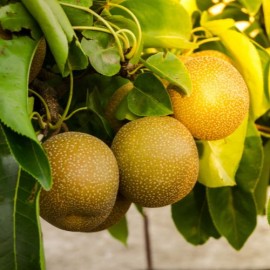 Pyrus pyrifolia Hosui Nashi