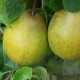 Pyrus 'Beurré Hardy' poirier double U