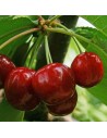 Prunus avium 'Bigarreau Burlat' - Cerisier