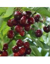 Prunus avium 'Géant de Hedelfingen' - Cerisier