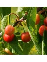 Prunus avium 'Coeur de Pigeon' - Cerisier