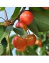 Prunus avium 'Bigarreau Napoléon' -  Cerisier