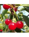Prunus cerasus ‘Montmorency’ - Griottier