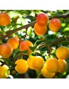 Prunus domestica 'Mirabelle de Nancy' - Prunier