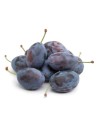 Prunus domestica 'Quetsche d'Alsace' - Prunier