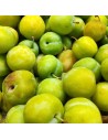 Prunus domestica 'Reine-Claude verte' - Prunier