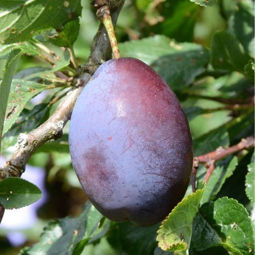 Prunus domestica Stanley (Prunier)