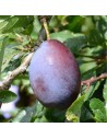 Prunus domestica 'Stanley' - Prunier