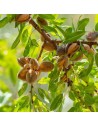 Prunus dulcis - Amandier