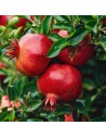 Punica granatum - Grenadier