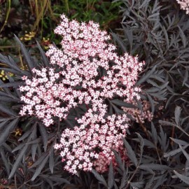 Sambucus nigra 'Black Lace' - Sureau noir