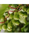 Actinidia arguta 'Issaï' - Mini Kiwi autofertile