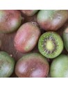 Actinidia arguta 'Ken’s Red' - Kiwi