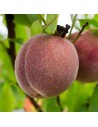 Prunus persica 'Pêche de vigne' - Pêcher