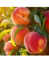 Prunus persica 'Red Haven' - Pêcher