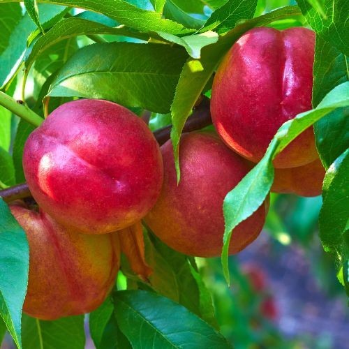 Nectarine 'Nectared'