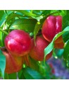 Prunus persica 'Nectared' - Nectarinier