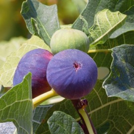 Ficus carica (figuier rouge)