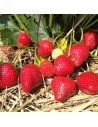Fragaria x ananassa 'Wädenswil' - Fraisier
