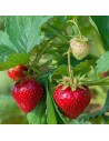Fragaria vesca 'Mara des bois' - Fraisier