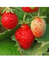 Fragaria ananassa 'Gariguette' - Fraisier