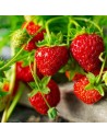 Fragaria x ananassa 'Framberry' - Fraisier