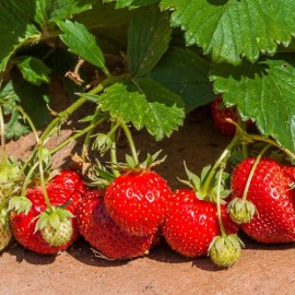 Fraisier Fraises des bois