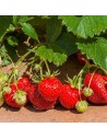 Fragaria x ananassa 'Thulana' - Fraisier