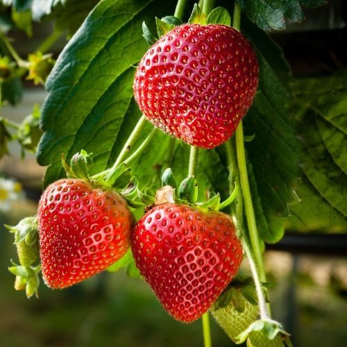 Fraisier Fraises des bois