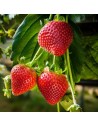 Fragaria x ananassa 'Thuriga' - Fraisier