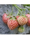 Fragaria ananassa ‘Pineberry’ - Fraisier Ananas, Fraise blanche