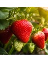 Fragaria x ananassa 'Magnum' - Fraisier