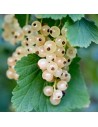 Ribes rubrum 'Blanche de Versailles' - Groseiller à grappes blanches