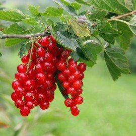 Groseillier Ribes rubrum Rolan