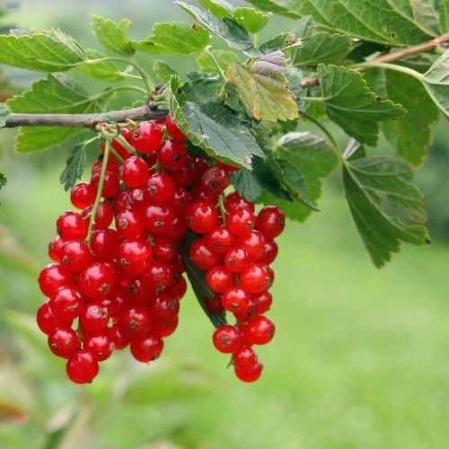 Groseillier Ribes rubrum Rovada