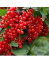 Ribes rubrum 'Jola' - Groseillier