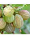 Ribes uva-Crispa 'Hinnonmaki Gelb' - Groseiller à maquereau