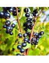 Ribes nigrum 'Ben Nevis' - Cassissier