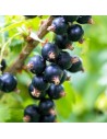 Ribes nigrum 'Dr. Bauer’s Ometa' - Cassissier