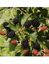 Rubus fruticosus 'Loch Ness' - Mûrier