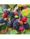 Rubus fruticosus 'Black Satin' - Mûres sans épines